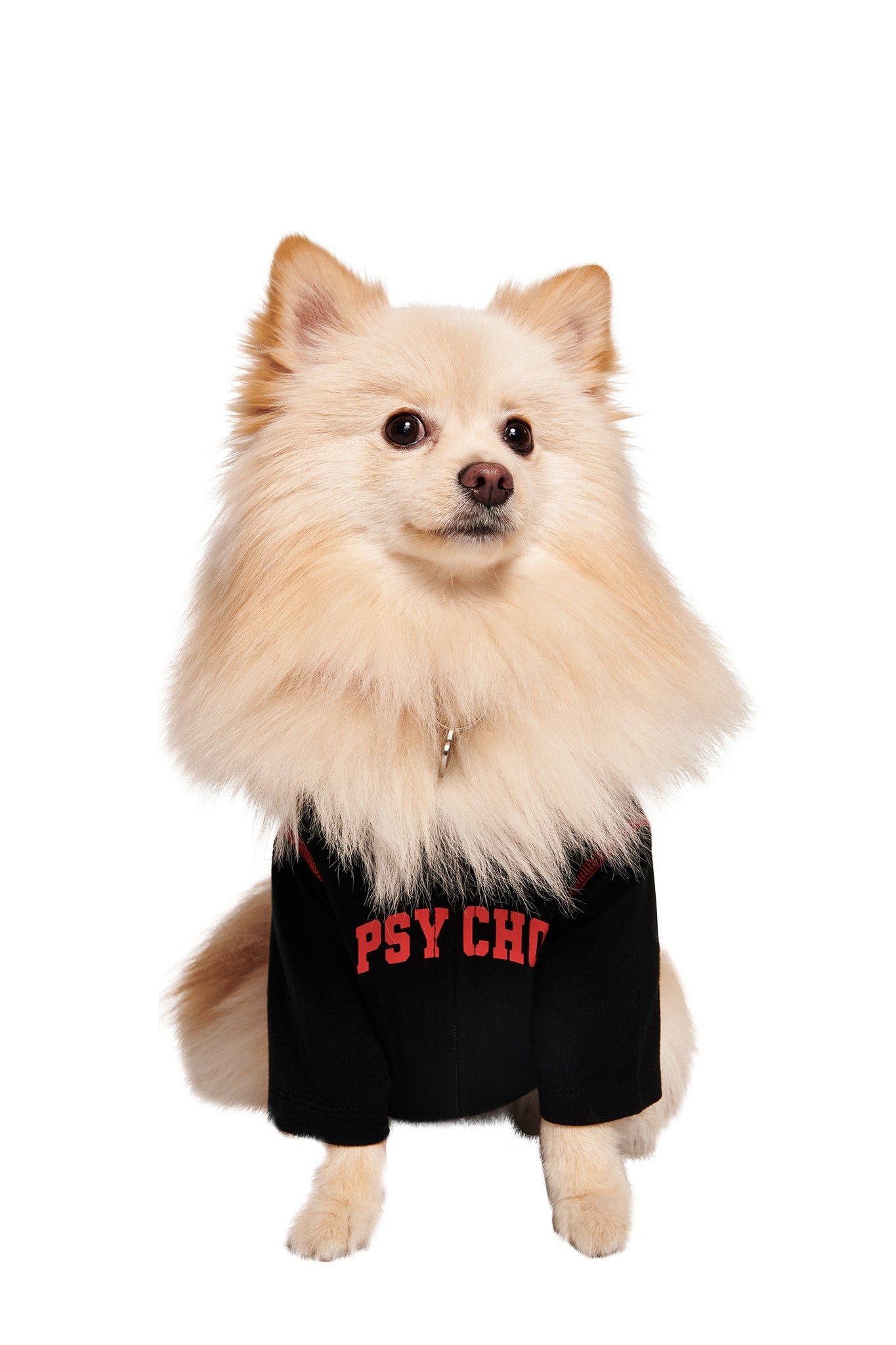 A fluffy, light-colored Pomeranian faces forward wearing the I.AM.GIA BLARE BEST FRIEND DOG HOODIE in black “PSYCHO” lettering—perfect for a pet-and-owner matching outfit moment.