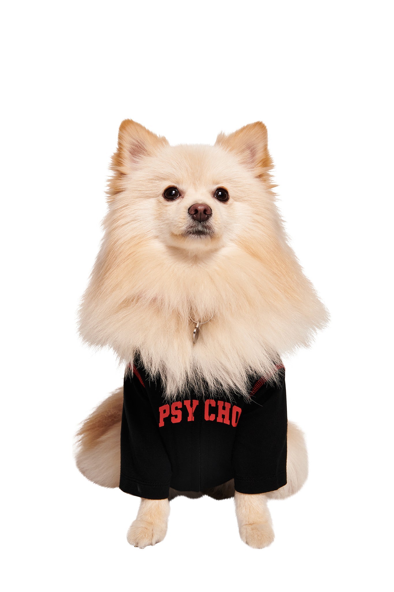 A fluffy cream-colored Pomeranian faces forward in the I.AM.GIA BLARE BEST FRIEND DOG HOODIE - BLACK PSYCHO, a matching pet outfit with bold red "PSYCHO" lettering, set against a crisp white background.